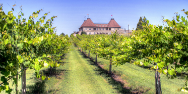 Winery Vineyard at Chateau Elan Winery and Resort, Braselton, GA