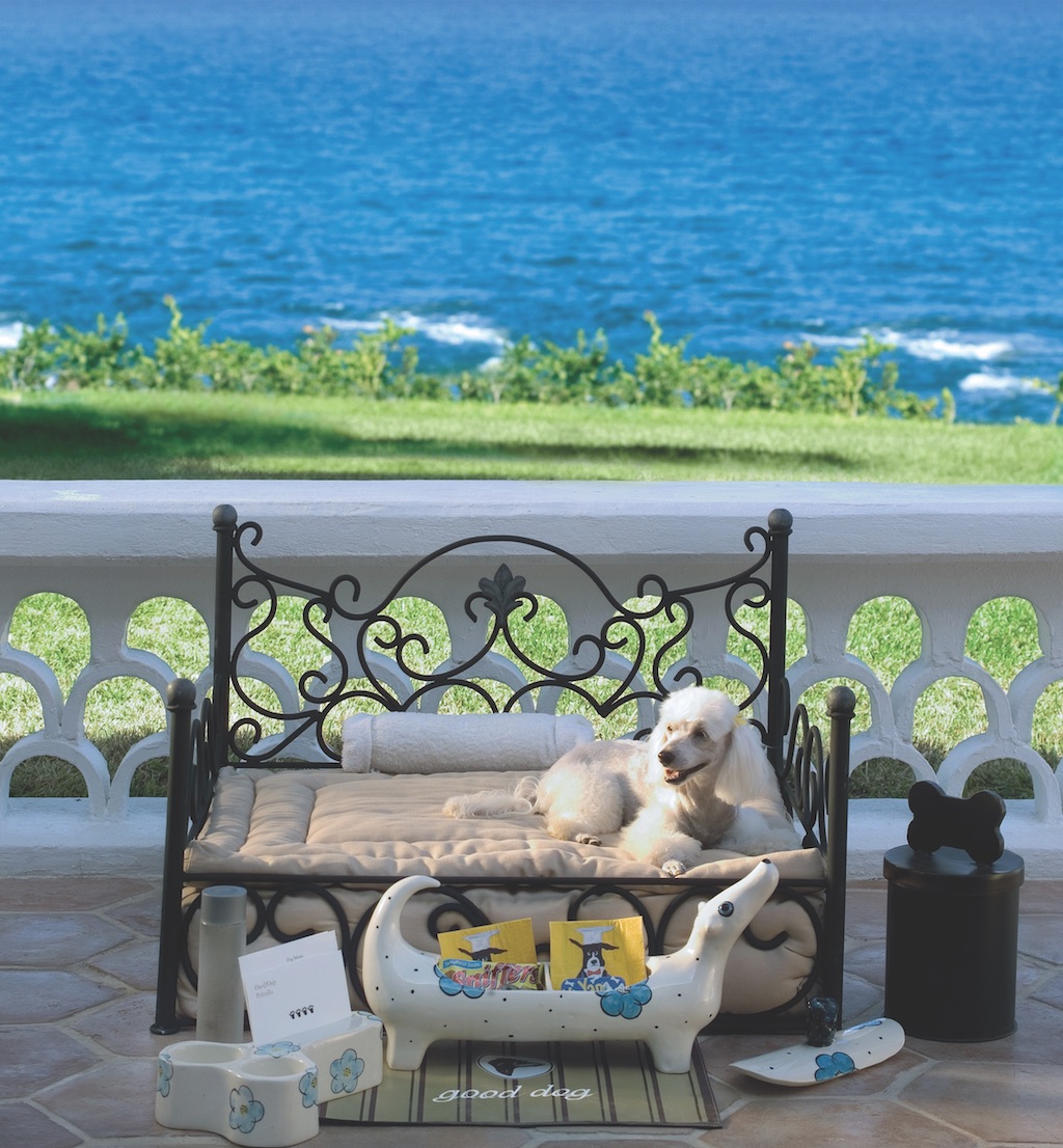 Dog at One&Only Palmilla