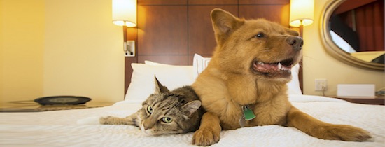 Pet-friendly Hotels