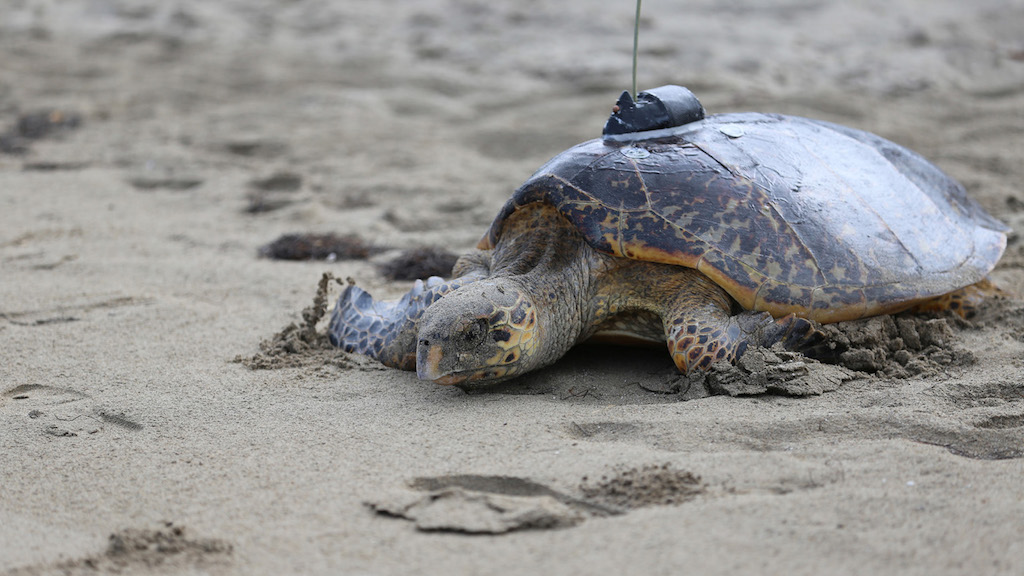Four Seasons Nevis Sea Turtle Conservation Program