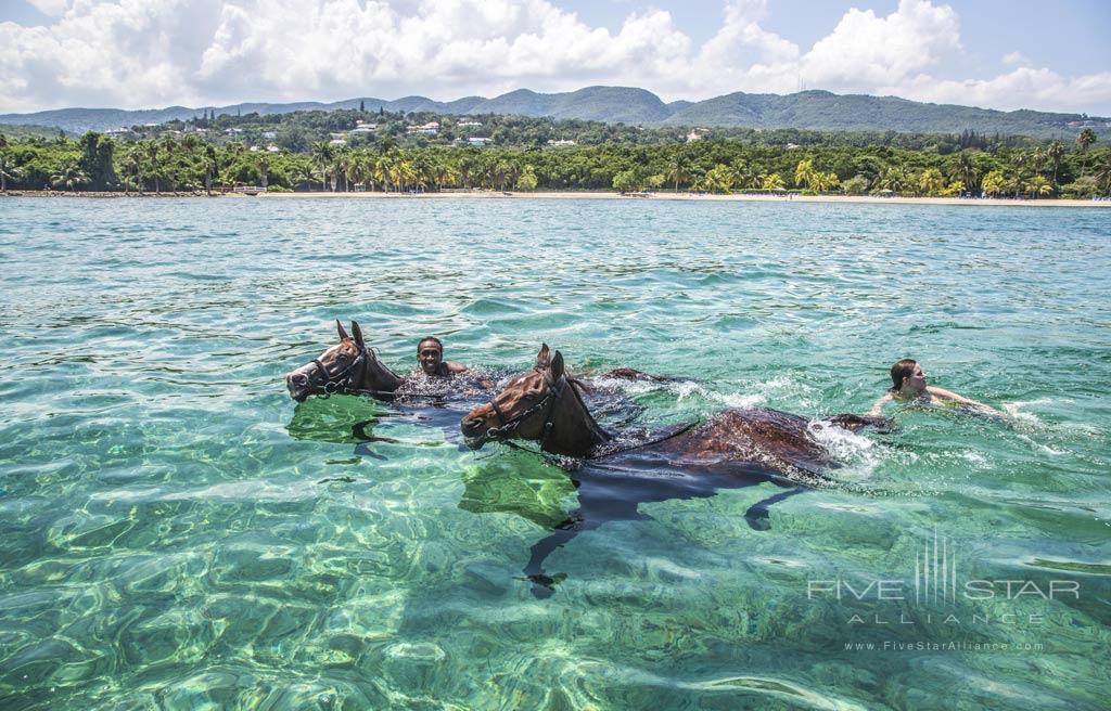 Swimming with horses is a popular activity offered by the Equestrian Centre at Half Moon, Montego Bay, St. James, Jamaica